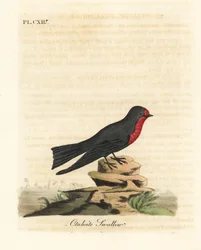 Pazifikschwalbe, Hirundo tahitica (Otaheite-Schwalbe, Hirundo tahitiae). Handkolorierter Kupferstich gezeichnet und graviert von John Latham aus seiner eigenen 