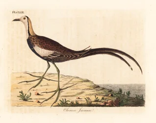 Fasanenschwanz-Blatthühnchen, Hydrophasianus surgus (Chinesisches Blatthühnchen, Parra sinensis). Handkolorierte Kupferplatte, gezeichnet und gestochen von John Latham für sein eigenes Werk A General History of Birds, Winchester