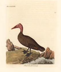 Rosenkopfente, Rhodonessa caryophyllacea. Handkolorierte Kupferstichzeichnung und -gravur von John Latham aus seiner eigenen A General History of Birds, Winchester