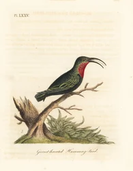Purpurkehlkarib, Eulampis jugularis (Granatkehlkolibri, Trochilus granatinus). Handkolorierte Kupferplatte gezeichnet und graviert von John Latham aus seiner eigenen A General History of Birds, Winchester