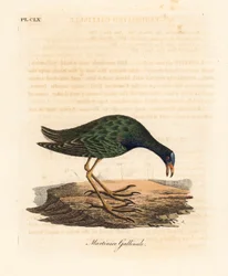 Purpurhuhn, Porphyrio martinicus (Martinico-Huhn, Gallinula martinica)