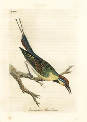 Regenbogen-Bienenfresser, Merops ornatus (Variegated Bienenfresser). Australien. Handkolorierte Kupferplatte, gezeichnet und graviert von John Latham aus seiner eigenen A General History of Birds, Winchester