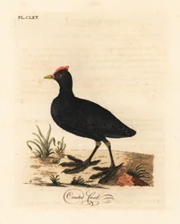 Rotknopf-Blesshuhn oder Kammblesshuhn, Fulica cristata. Handkolorierte Kupferplatte gezeichnet und graviert von John Latham aus seiner eigenen A General History of Birds, Winchester
