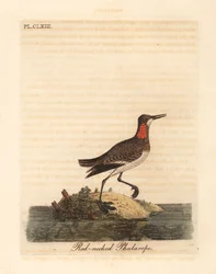 Odinshühnchen, Phalaropus lobatus. Handkolorierte Kupferstichzeichnung und -gravur von John Latham aus seiner eigenen A General History of Birds, Winchester