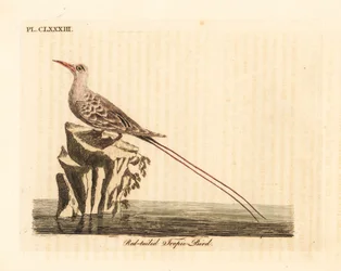 Rotschwanz-Tropikvogel, Phaethon rubricauda (Phaeton phoenicurus). Handkolorierte Kupferplatte gezeichnet und graviert von John Latham aus seiner eigenen A General History of Birds, Winchester