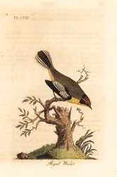 Königswren. Unbekannte Art von Wren aus Südamerika, genannt der König von Azara und gefunden in Buenos Aires. Handkolorierter Kupferstich gezeichnet und graviert von John Latham aus seiner eigenen 