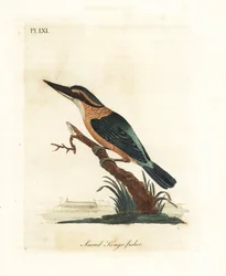 Heiliger Eisvogel, Todiramphus sanctus (Heiliger Eisvogel, Alcedo sacra). Handkolorierte Kupferplatte gezeichnet und graviert von John Latham aus seiner eigenen A General History of Birds, Winchester