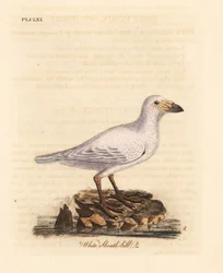 Schneeschieferschnabel, Chionis albus. Handkolorierte Kupferstichzeichnung und -gravur von John Latham aus seinem eigenen A General History of Birds, Winchester