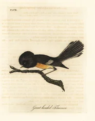 Südinsel-Tomtit, Petroica macrocephala macrocephala. Handkolorierte Kupferstichzeichnung und -gravur von John Latham aus seinem eigenen A General History of Birds, Winchester