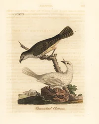 Weißer Glockenvogel, Procnias albus, männlich und weiblich (Warzenklapper, Ampelis carunculata). Handkolorierte Kupferplatte gezeichnet und graviert von John Latham aus seiner eigenen A General History of Birds, Winchester
