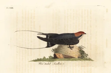 Fadenflügelschwalbe, Hirundo smithii. Handkolorierte Kupferstichplatte, gezeichnet und gestochen von John Latham aus seinem eigenen Werk A General History of Birds, Winchester