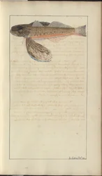 Lindsay-Zeichnungen Bd. VII
