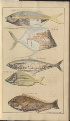 Lindsay Zeichnungen Vol. VII, 2