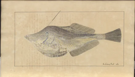 Lindsay-Zeichnungen Bd. VII, 7
