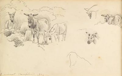 Esel, 1824