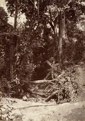Tropische Landschaft, Der Bach El Bano, Chipigana, 1871