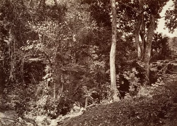 Tropische Landschaft, Blick in der Nähe von Chipigana