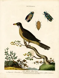 Afrikanischer Madenhacker und Juwelenkäfer (Buphaga)