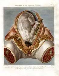Anatomie des schwangeren Uterus