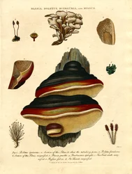 Blasia; Boletus; Buxbaumia; und Byssus