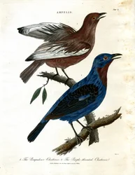 Schwätzer (Ampelis)