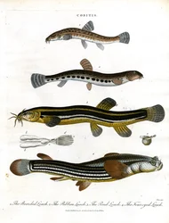 Cobitis: Verschiedene Schmerlenarten