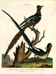 Colius Arten (Mausvögel)