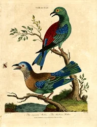 Blauracke und Indische Blauracke