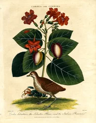 Cordia und Corrira: Sebestenpflaume und Italienischer Läufer