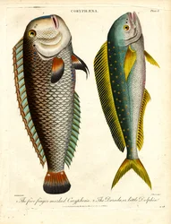 Coryphaena-Arten: Fünf Finger-markierte Coryphaena und Kleiner Delfin