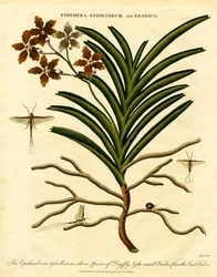 Epidendrum; Ephemera; und Erodius
