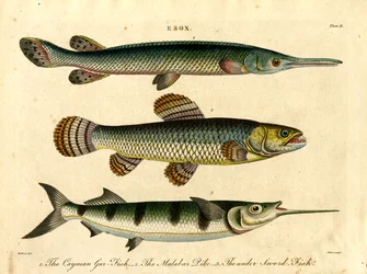 Esox: Hecht- und Schwertfischarten