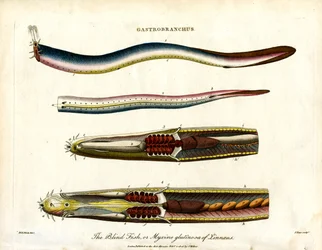 Gastrobranchus - Der blinde Fisch oder Schleimaal