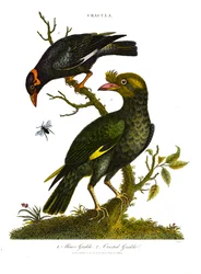 Gracula: Kleiner Grakle und Haubengrakle