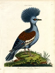 Große gekrönte indische Taube (Columba)