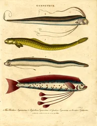Gymnetrus – Bandfische