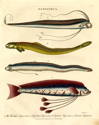 Gymnetrus-Arten – Bandfisch