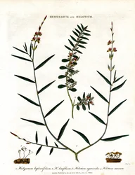 Hedysarum und Helotium