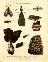 Helvella und Hemerobius