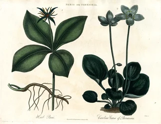 Einbeere und Parnassia