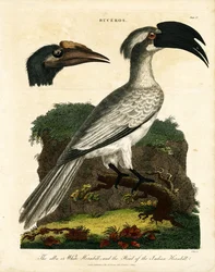Nashornvögel