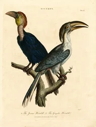 Javanischer Hornvogel und Gingala-Hornvogel (Buceros)
