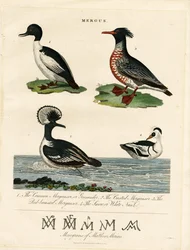 Säger (Mergus)