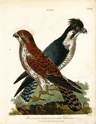 Bergfalke und Haubenfischerfalke