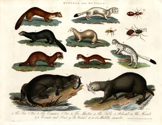 Mustela und Mutilla: Illustration verschiedener Marder und Mutilla-Insekten