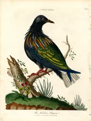 Nikobartaube (Columba)
