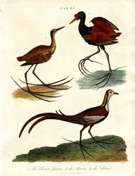 Parra-Arten (Jacanas)