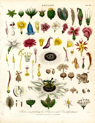 Teile, die die Blüten und Fruchtbildung bilden