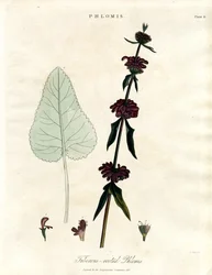 Phlomis: Knolliger Jerusalem-Salbei