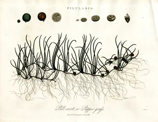 Pilularia: Pillenfarn oder Pfeffergras